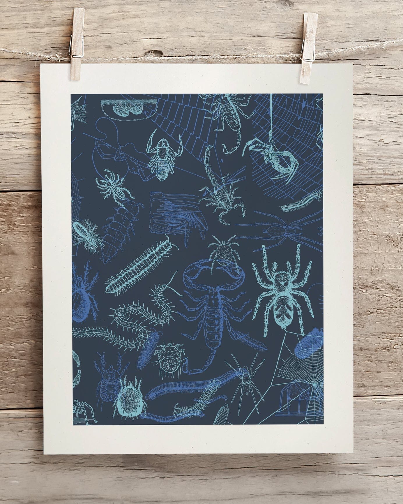 Spiders Scientific Illustration Museum Print - Image 2