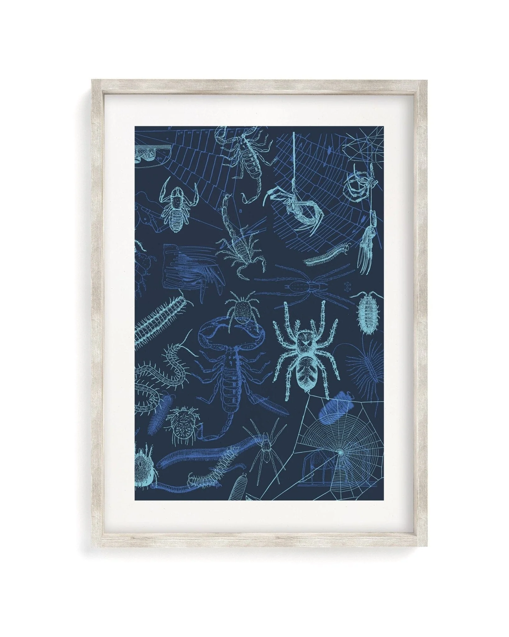 Spiders Scientific Illustration Museum Print - Image 4