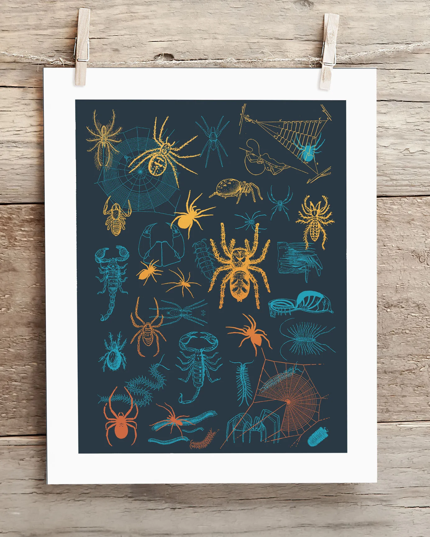 Spiders Pl 2 Scientific Illustration Museum Print - Image 2