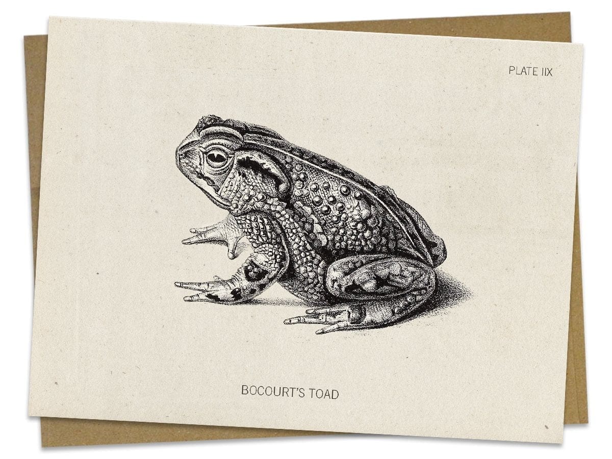 Toad Greeting Card - Image 2