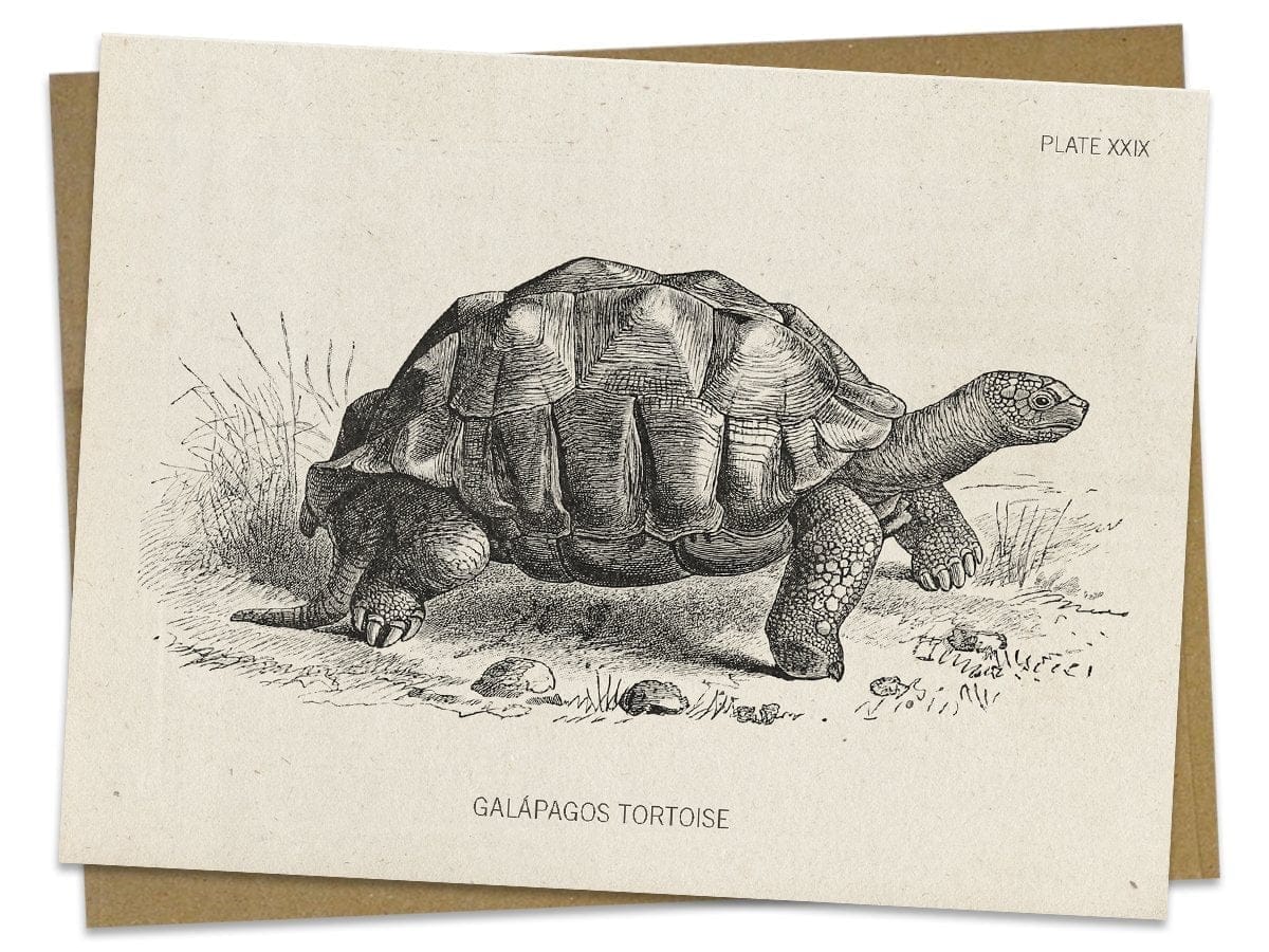 Tortoise Greeting Card - Image 2