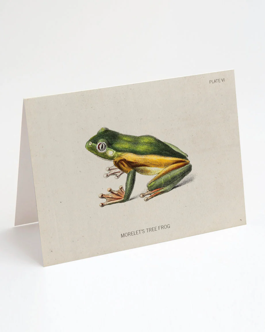 Tree Frog Greeting Card