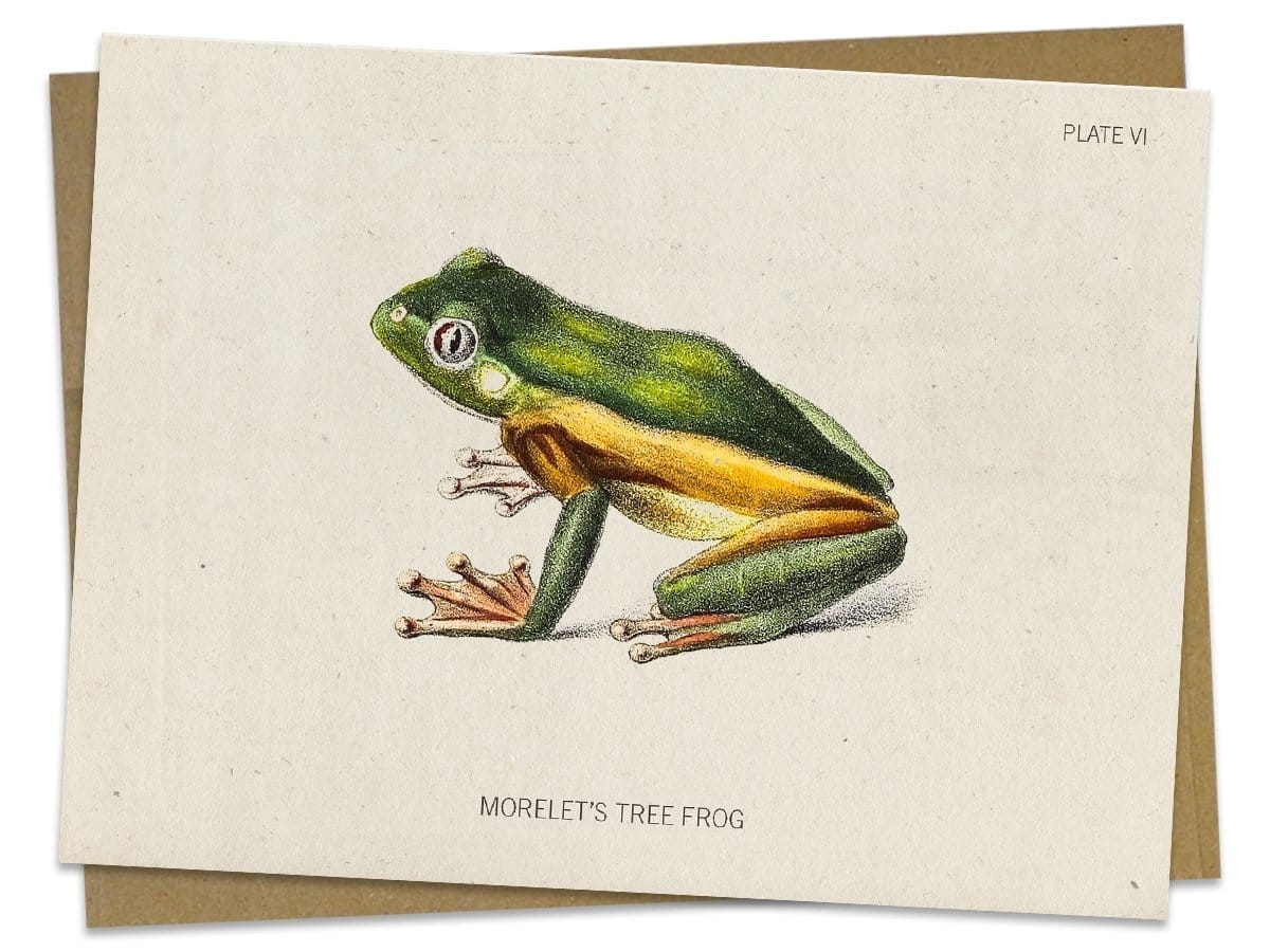 Tree Frog Greeting Card - Image 2