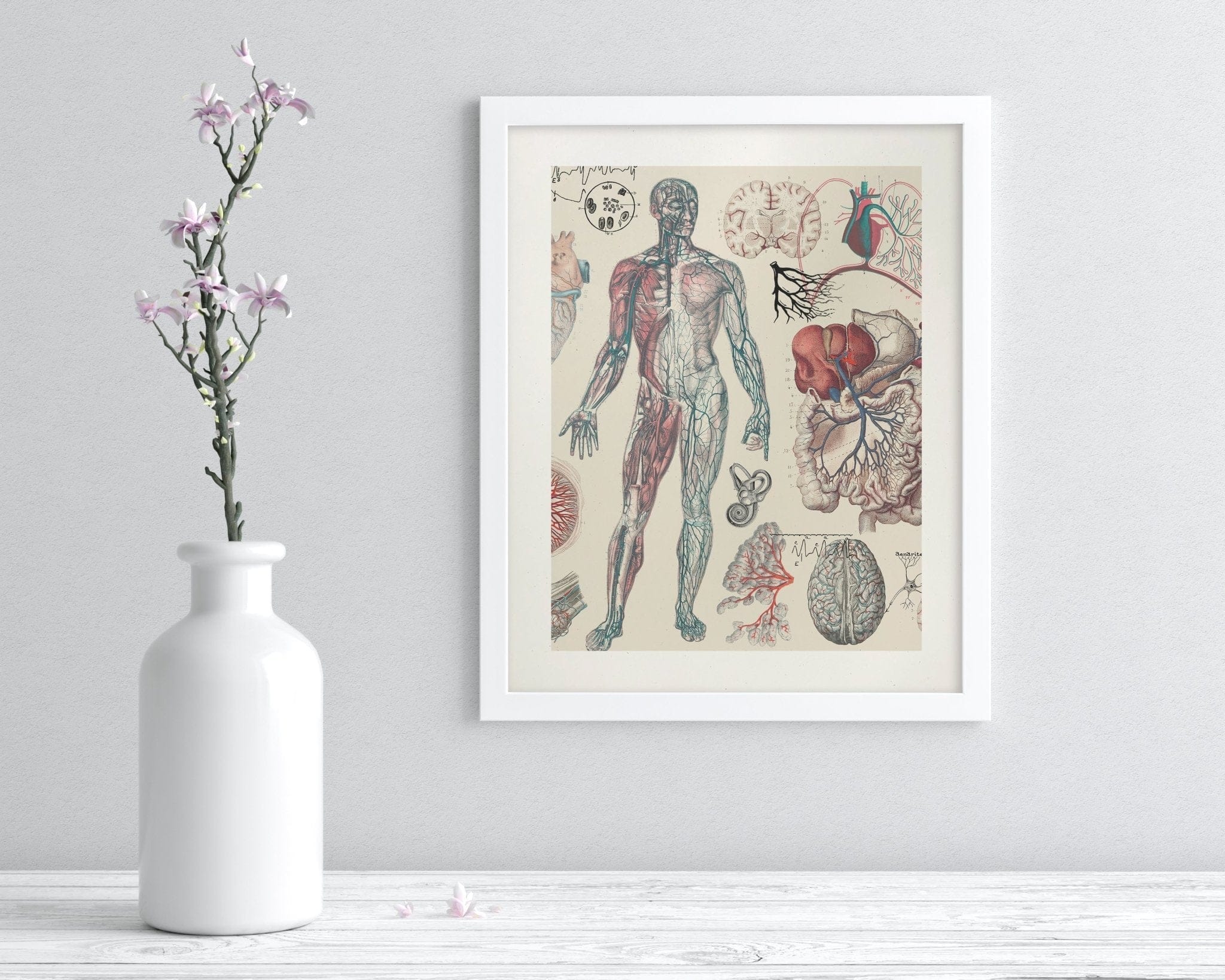 Vascular Scientific Illustration Museum Print - Image 3