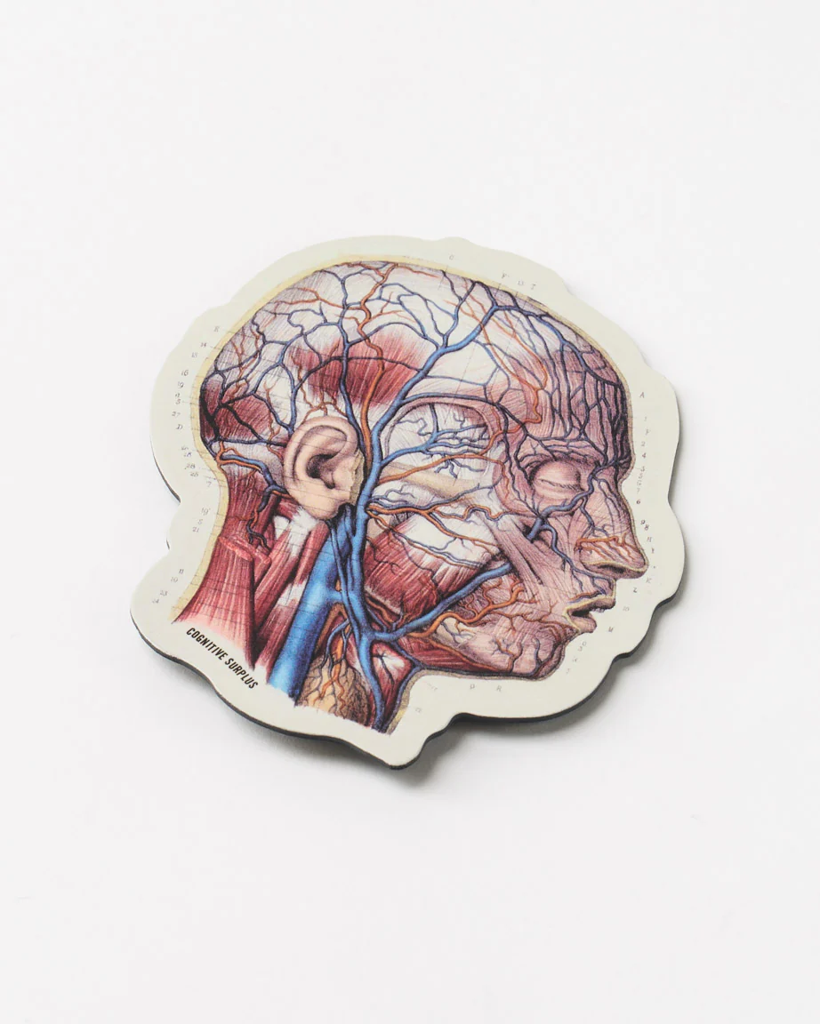 Vascular Head Anatomy Magnet