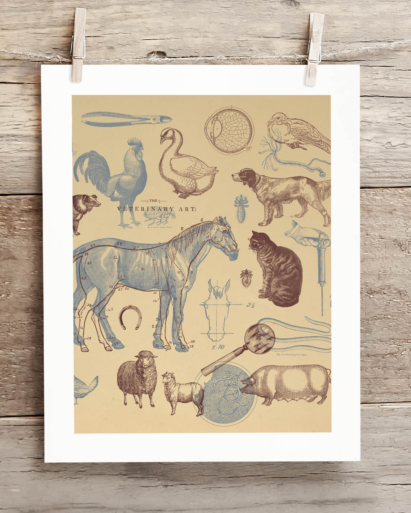 Veterinary Science Museum Print - Image 2